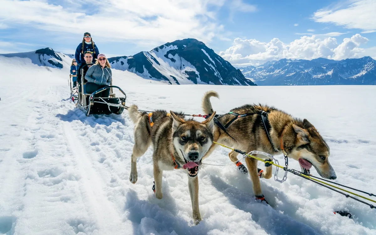 A sled dog team harnessed on a snow-covered glacier in Alaska