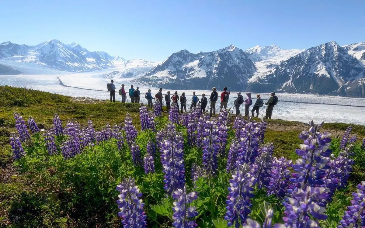 Lupines on the moraine below a glacier in Alaska